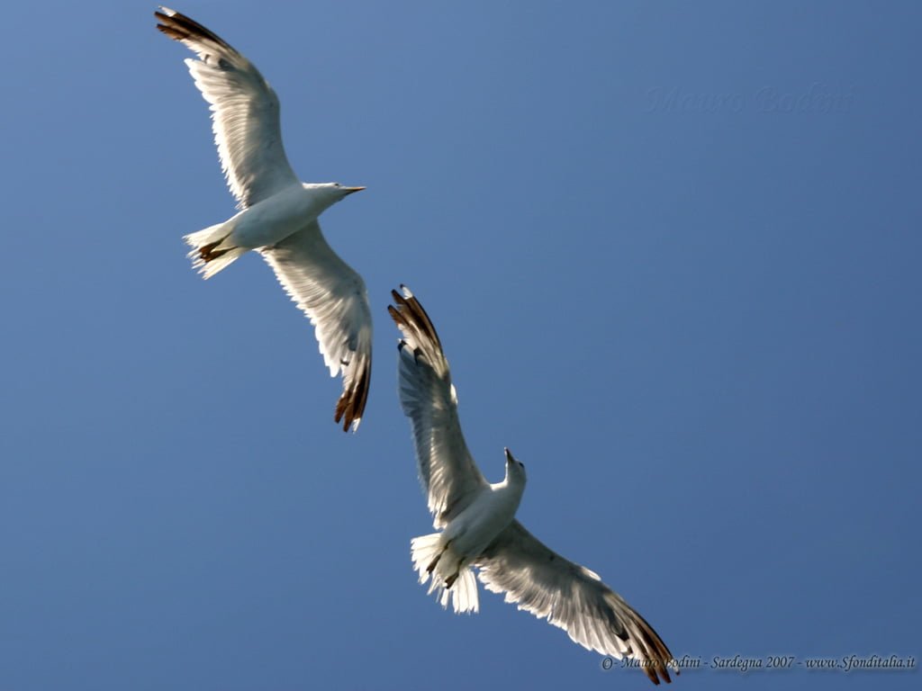 Baglieri 16-a_B_gabbiani_1024